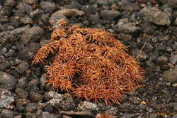 Vegetation clinging to life on Sandfell