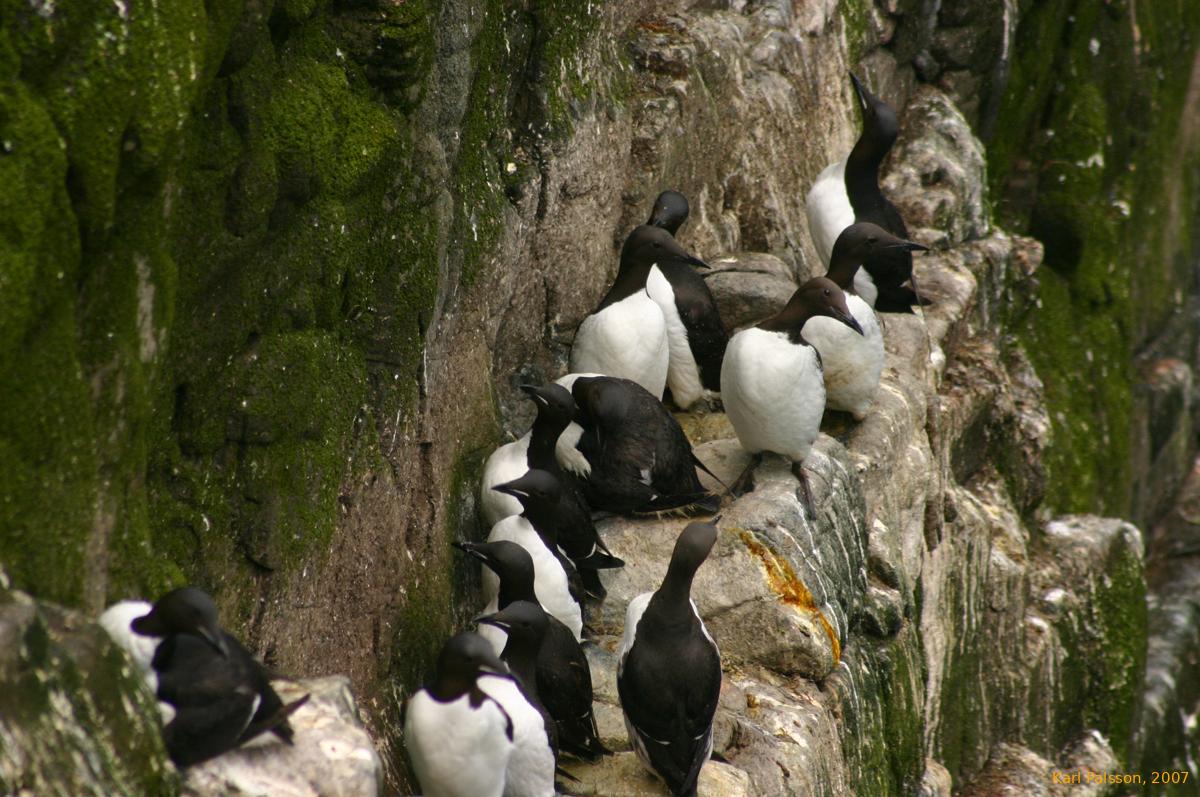 Guellimots (Svartfugl)