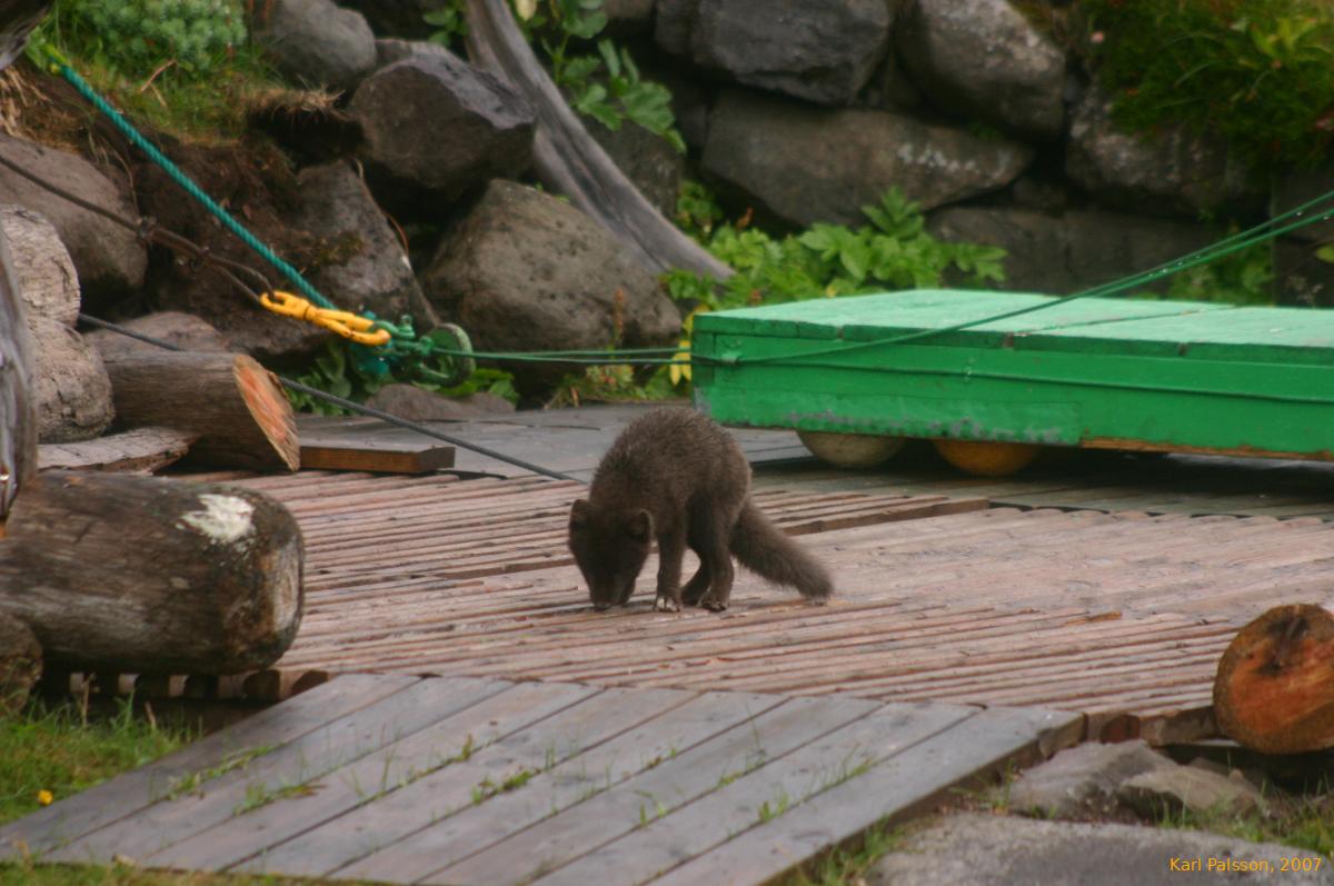 Arctic fox puppy
