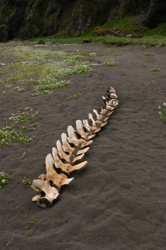 Whale spine in Hornvík