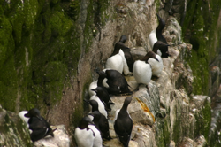 Guellimots (Svartfugl)