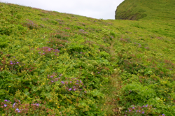 A path through a sea of colour
