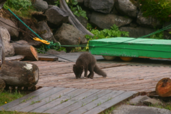 Arctic fox puppy