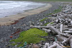 Lots of driftwood in Bolungarvík