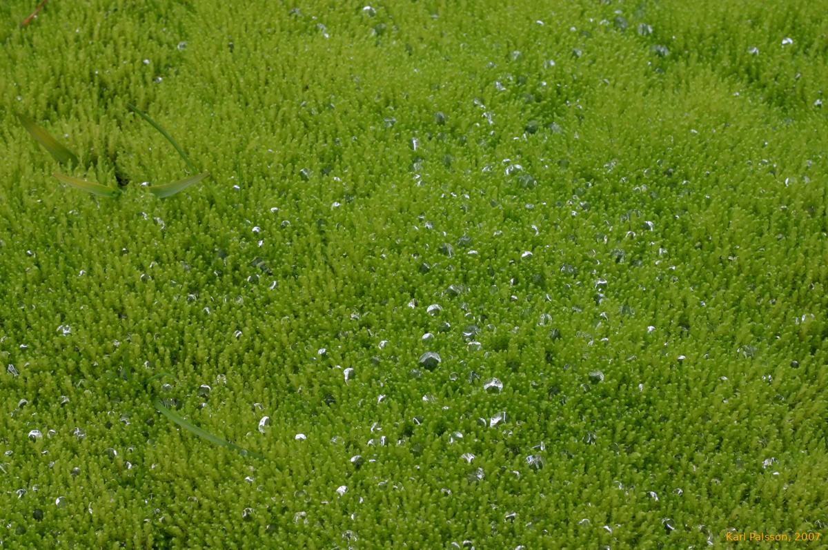 Water droplets on moss, east side of Svartaskarð