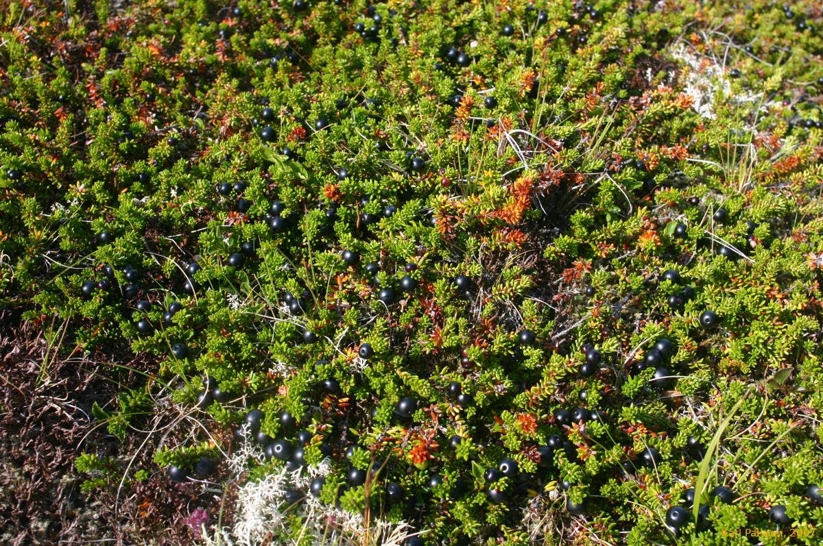 Krækiber, in full season