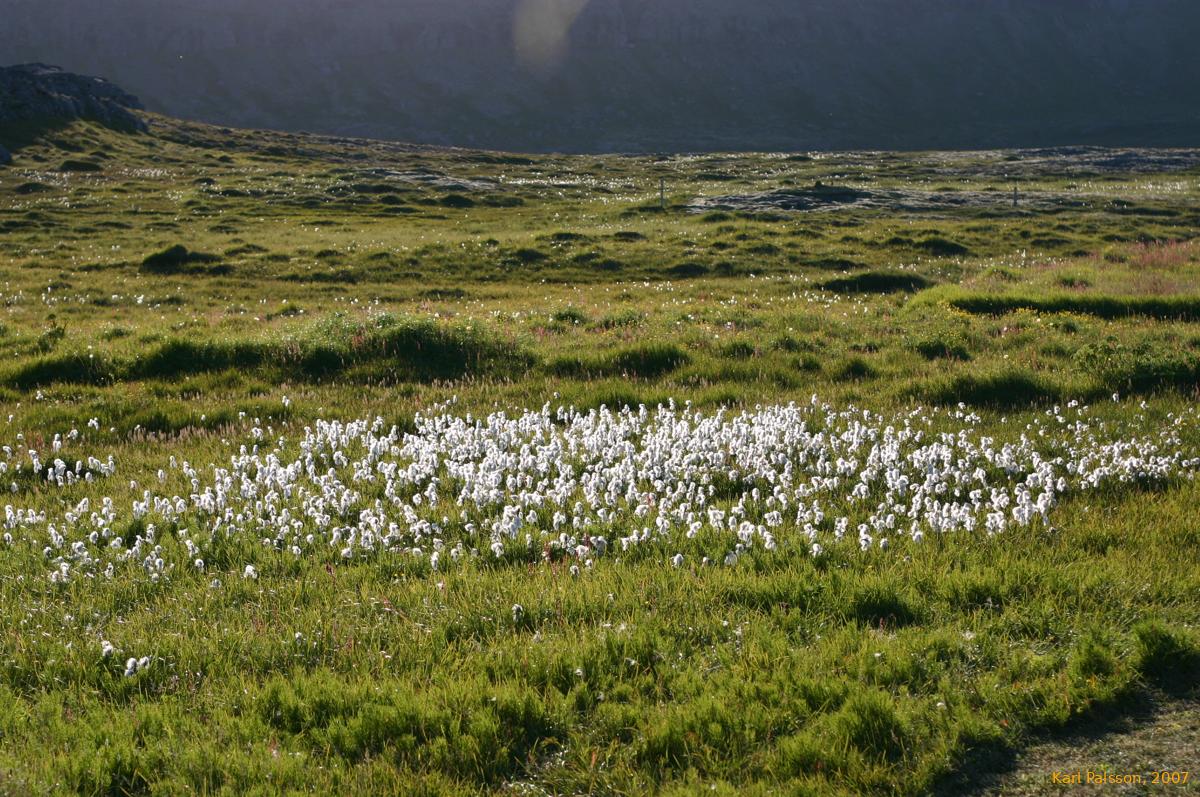 Cotton grass, always pretty, but always a sign of swampy ground