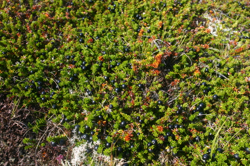 Krækiber, in full season