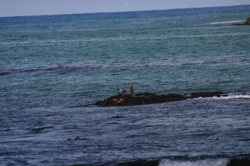 A seal, chilling by Reykjafjörður