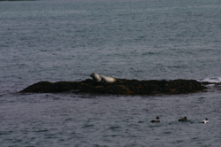 Same seal in Reykjafjörður