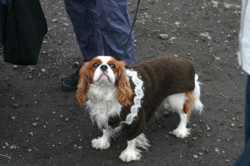 Handbag dogs everywhere
