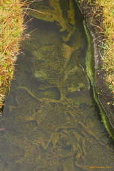 Underwater algal structures