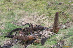 Noticed them twice, in masses, always crumbling