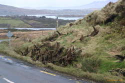 A outcropping of the strange plant