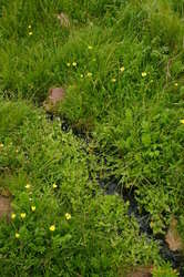 A sneaky stream, winding it's way down under cover