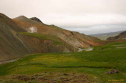 A sea of flowers and soft green grass