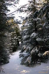 Pretty snowy christmas trees