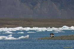 Alex investigating some ice