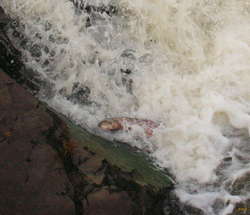 Not all of them make it first go