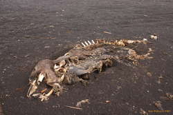 Young killer whale skeleton
