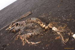 Killer whale from the rear