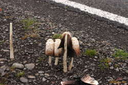 Decomposing ink mushrooms