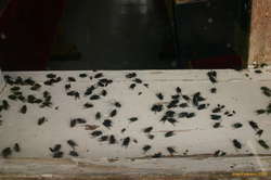 I guess the bugspray works