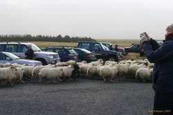 Herding through to the sort