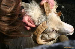 Karl trying to read an ear tag