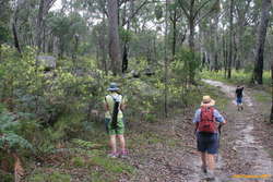 Walking amongst a sea of wattles
