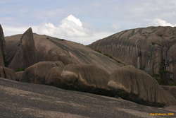 Sharkfin and beached dugongs