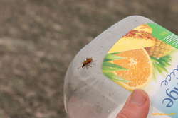 Christmas bug of some sort