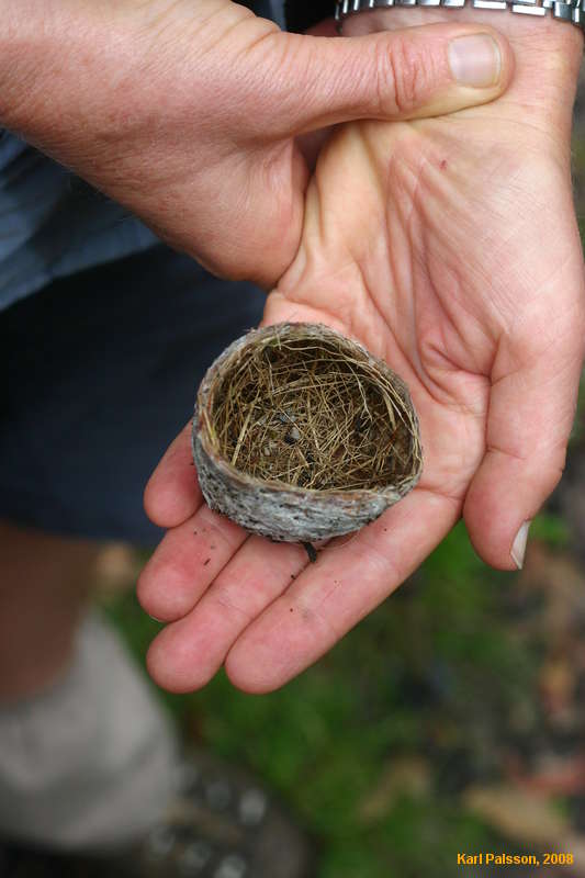 A discarded birdsnest