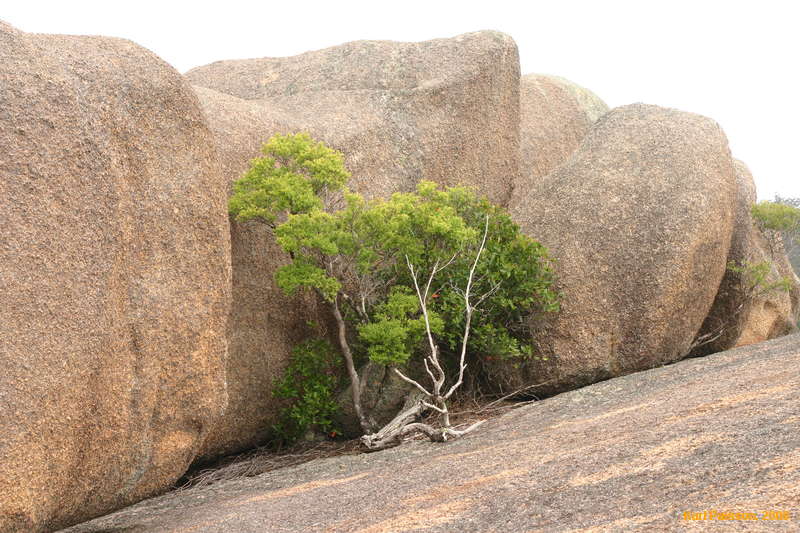 Trees growing without much dirt