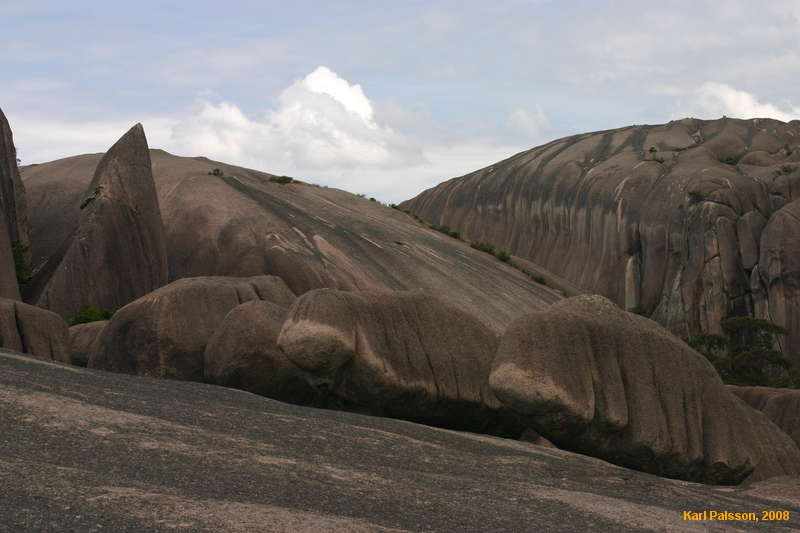 Sharkfin and beached dugongs