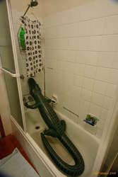 Crocodile in the house!