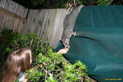 Hope feeding a possum