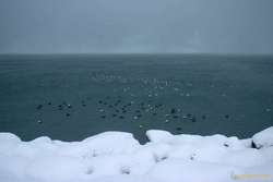 Birds hiding from the wind