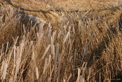 Ice forming on the leading edge of grass