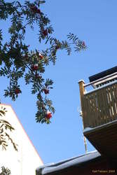 Snowy rowan on a blue bell day