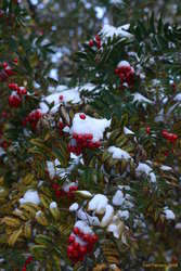 Snowy rowan