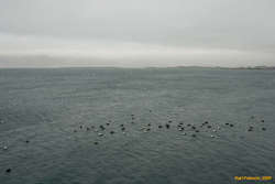 Duck Council - looking towards Esja