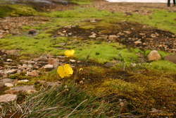 Flowers at Stórihver