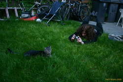 Kata taking pictures of the tiger next door