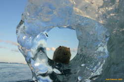 Wombat goes ice caving