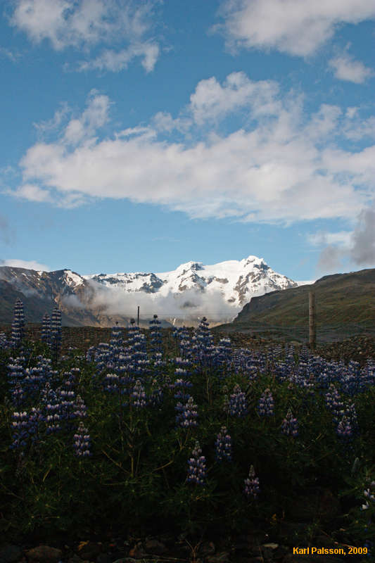 Lupines near Skaftafell