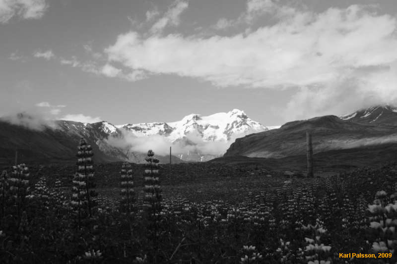 Lupines near Skaftafell