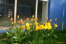 My tulips beginning to open. Summer's here!