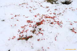 Deeper snow up higher