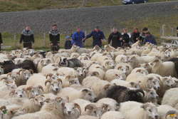 Herding sheep